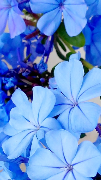 blue-flower.jpg