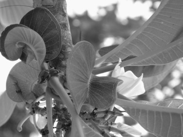 black-and-white-flower.jpg