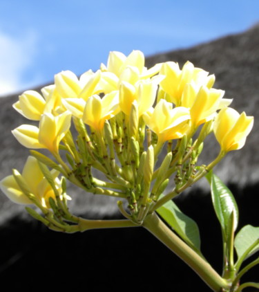 close-up-yellow-tree.jpg