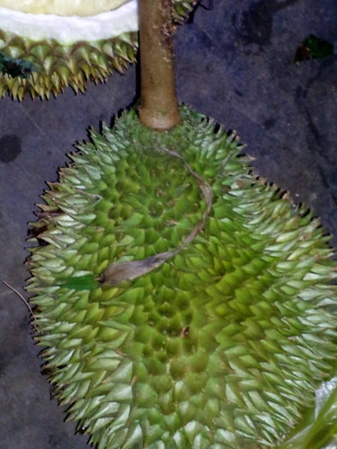 durian.jpg