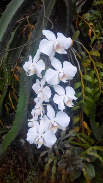 more-wild-orchids.jpg