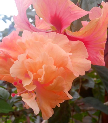 orange-flower-close-up.jpg