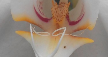 orchid-close-up.jpg