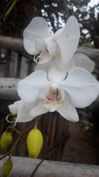 orchids.jpg