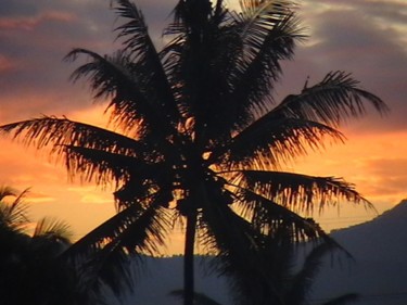 palm-sunset.jpg