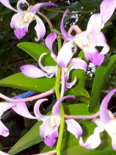 pink-and-white-flower.jpg