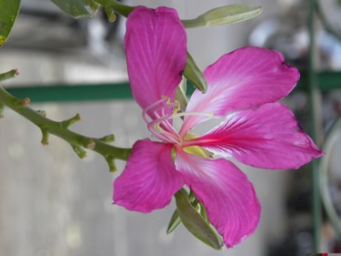 pink-flower.jpg