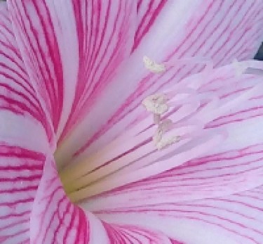 pink-stripes.jpg