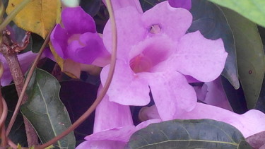 purple-orchid.jpg