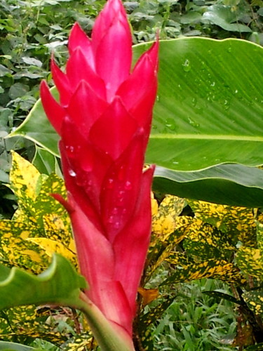 red-poker-flower.jpg