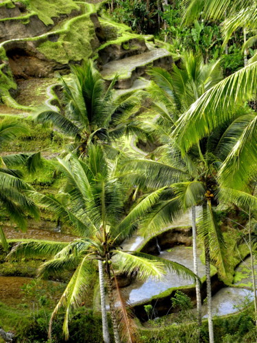 rice-terraces.jpg