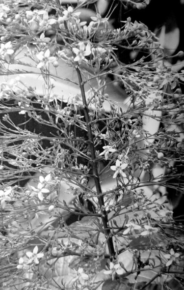 tree-flower-bw-indo.jpg