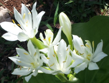 white-flower-delicate.jpg