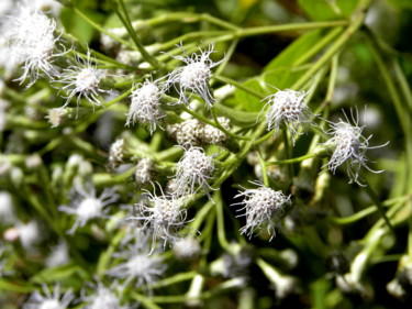 white-spider-plant.jpg