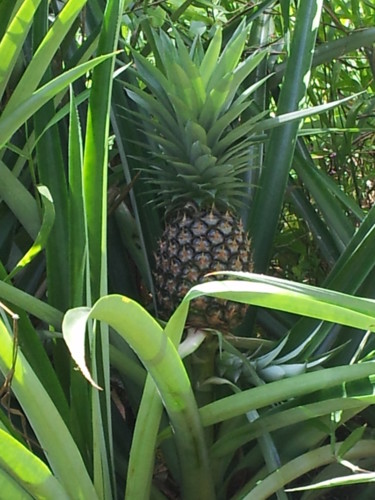 wild-pineapple.jpg