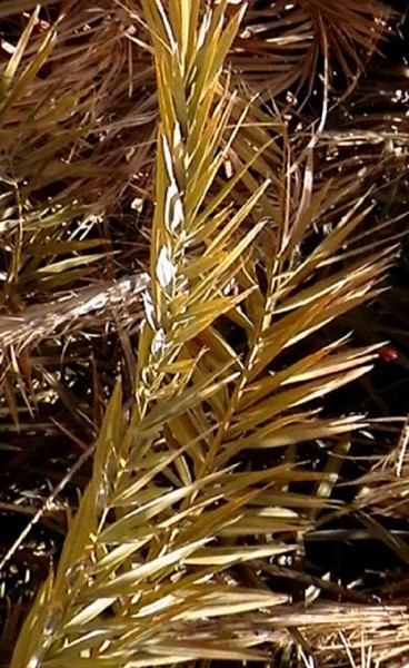 palm frond.jpg