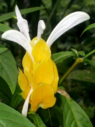 yellow-flower-white-wings.jpg