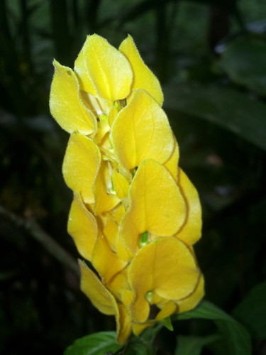 yellow-flower-mindoro.jpg