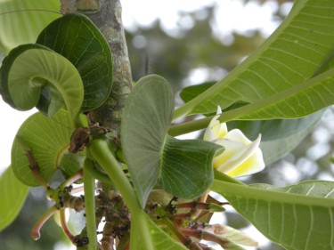 yellow-tree.jpg