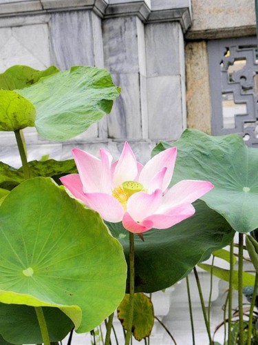 lotus-bangkok-2.jpg