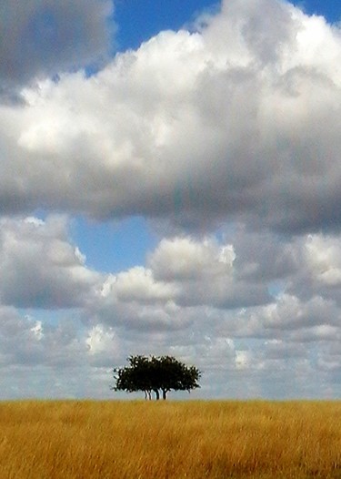 Minchinhampton-common-uk.jpg