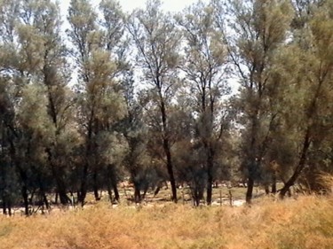 Near-Madain-Saleh-railway-yard.jpg