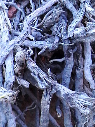 Palm-tree-roots.jpg