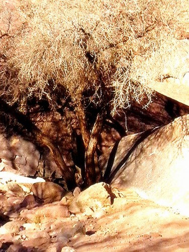 Desert-tree.jpg