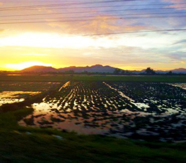 Mindoro-rice-paddies-2.jpg