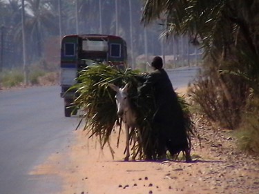 Egypt.jpg