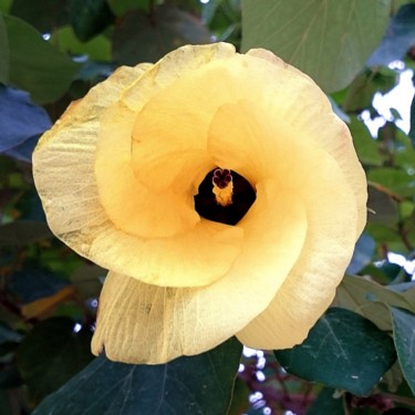 tree-flower.jpg